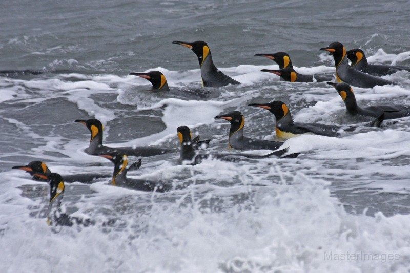 IMG_3918c.jpg - King Penguin (Aptenodytes patagonicus)